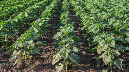 10 tény, amit tudnia kell a Dell’’ Agro Plus-ról!