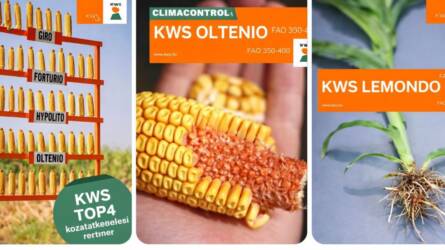 A legnagyobb aszályban is garantált a jövedelmező kukoricatermesztés? KWS Top4 mátrix