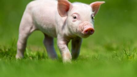Antibiotikummal tömik a malacokat, de egy új felfedezés mindent megváltoztathat
