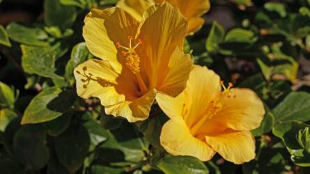 Hová ültessem és hogyan gondozzam a mocsári hibiszkuszt?