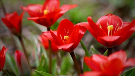 Tulipán: 5 meglepő ötlet, amiket Ön is kipróbálhat