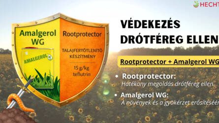 Gyökérnövekedéssel az aszály ellen