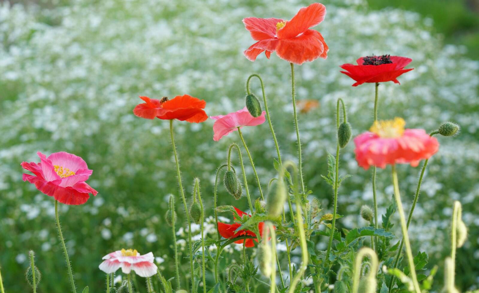 Meadowscaping: vadvirágok a kertben
