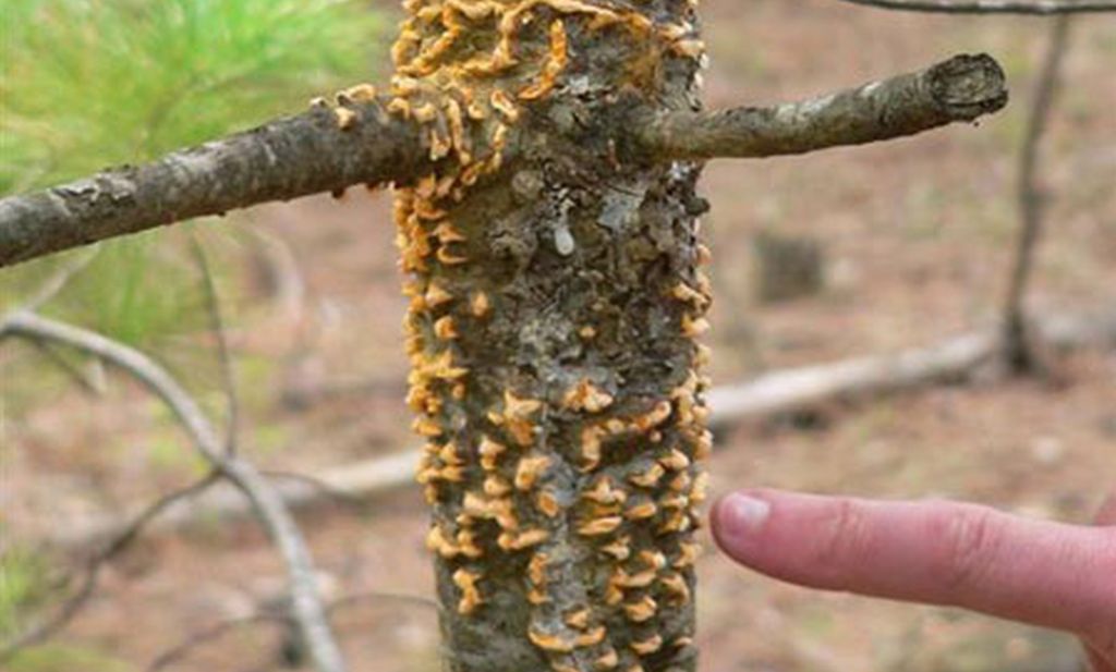 Miféle betegség okozza a selyemfenyőn a fura, sárga kinövéseket?