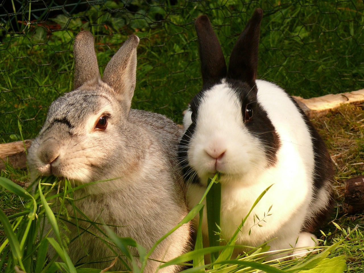 Vagy Ostara germán istennőnek, vagy egy félrecsúszott szónak köszönhetjük a húsvéti nyulunkat
