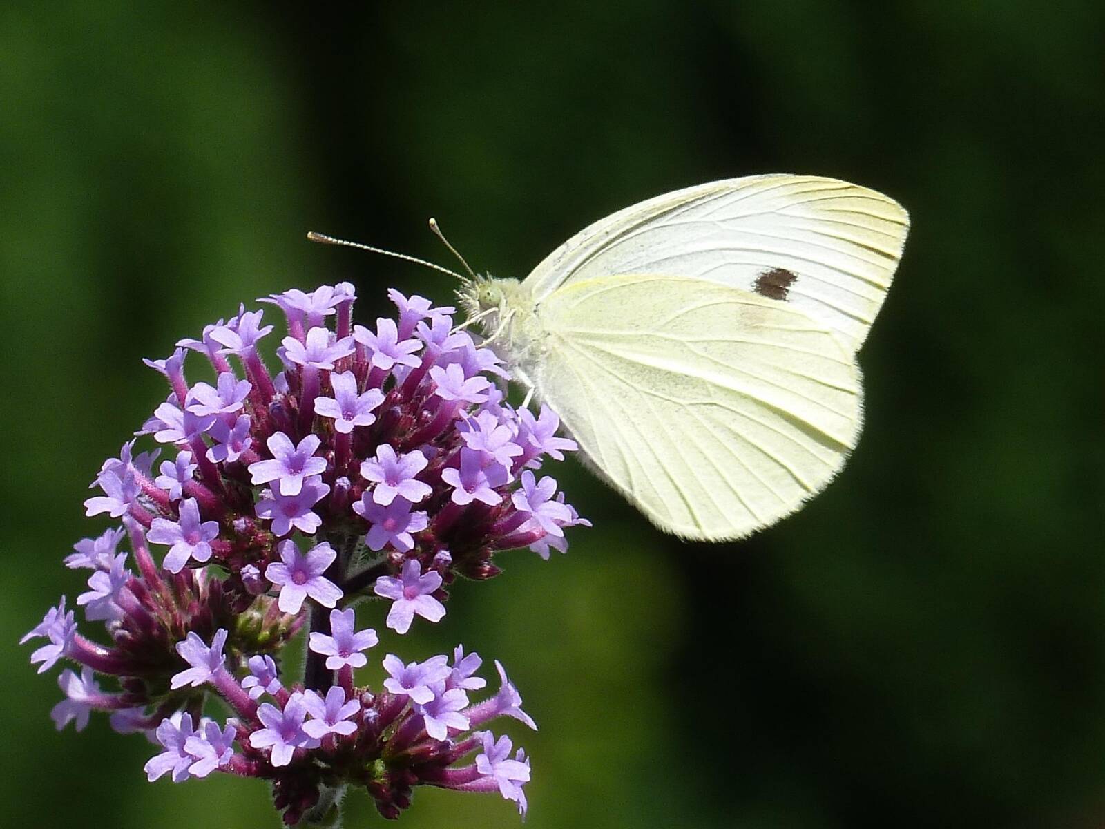 Verbéna (Verbena bonariensis) – légies, magasba törő, nagyon természetes hatás