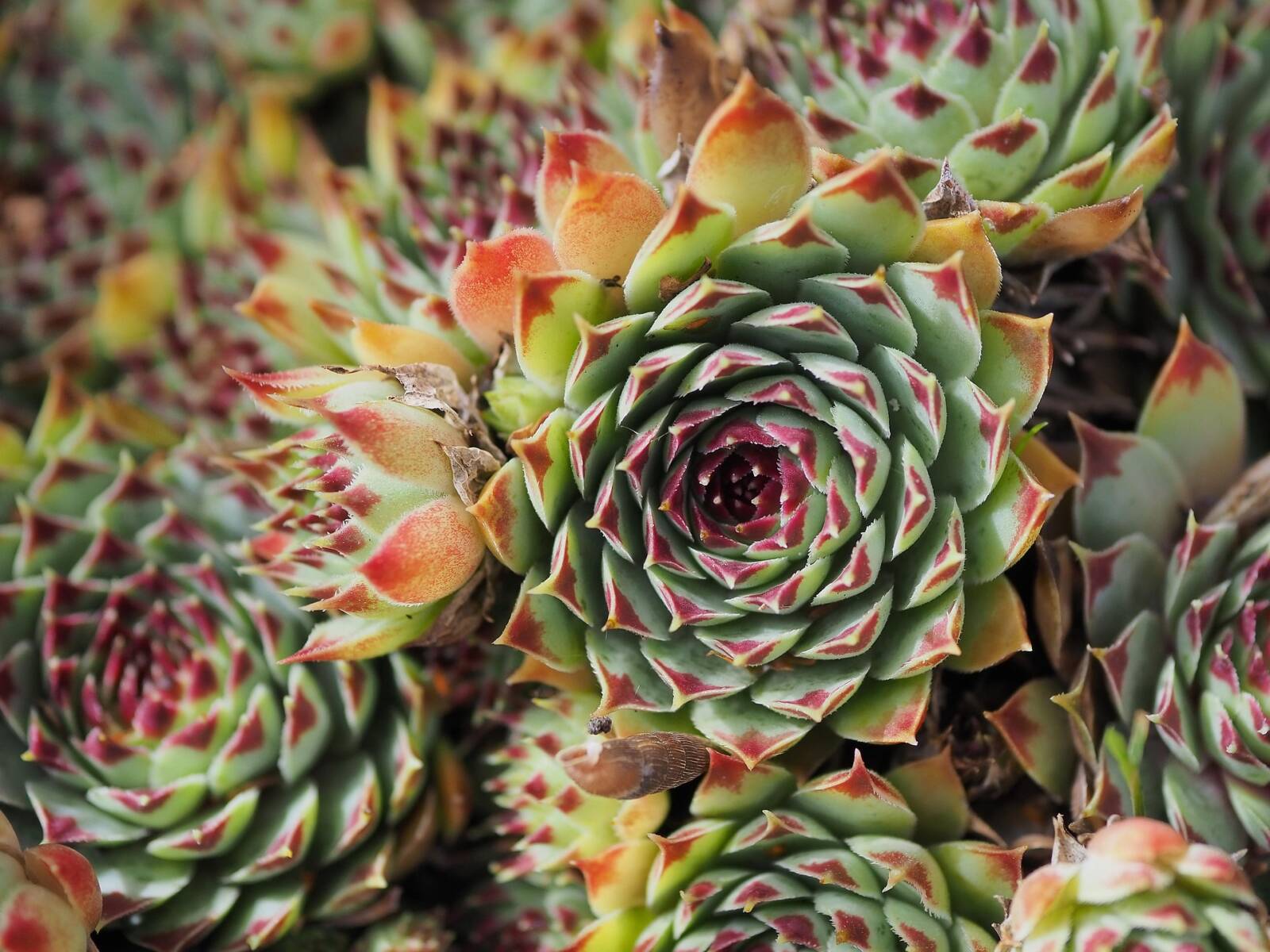 ● Kövirózsa (Sempervivum) – kis helyen is látványos, szinte gondozásmentes