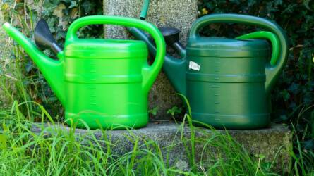 Szárazságtűrő konyhakert: mit ültessünk, ha nincs időnk locsolni?