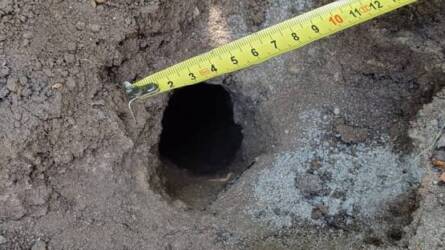 Milyen állat lehet az, ami 5-6 cm átmérőjű lyukat készít a talajba?