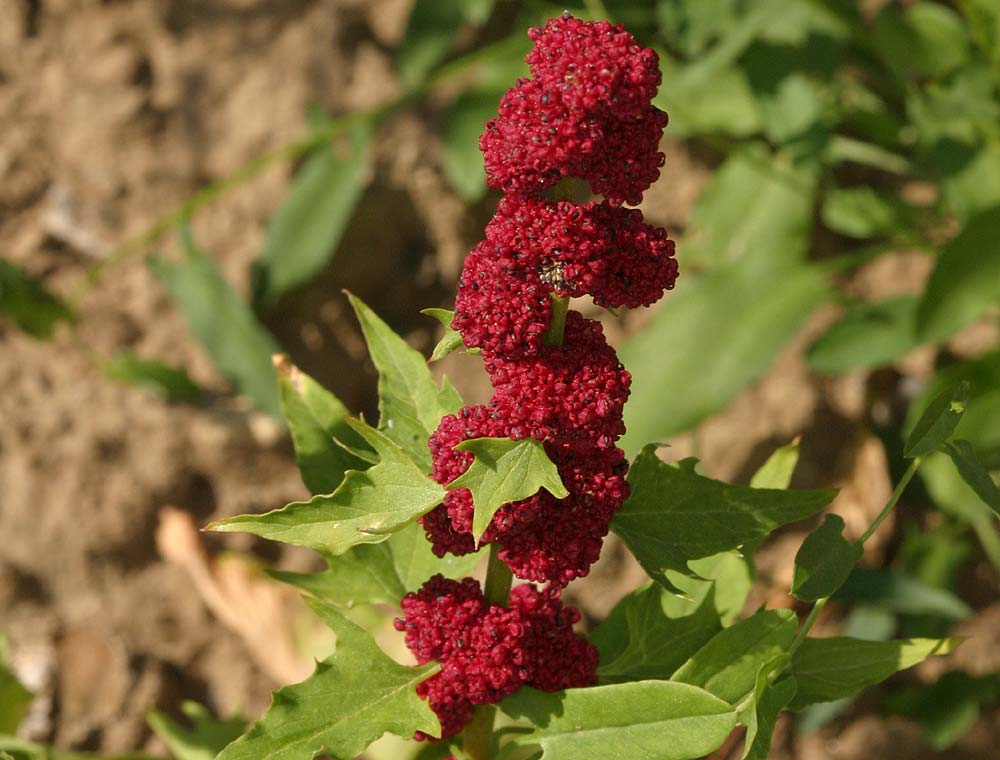 Az eperspenót levele, termése és gyökere is fogyasztható - forrás flora.nhm-wien.ac.at