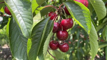 Tápanyagfeltöltés és biostimuláció lehetőségei csonthéjasokban a TIMAC AGRO termékeivel