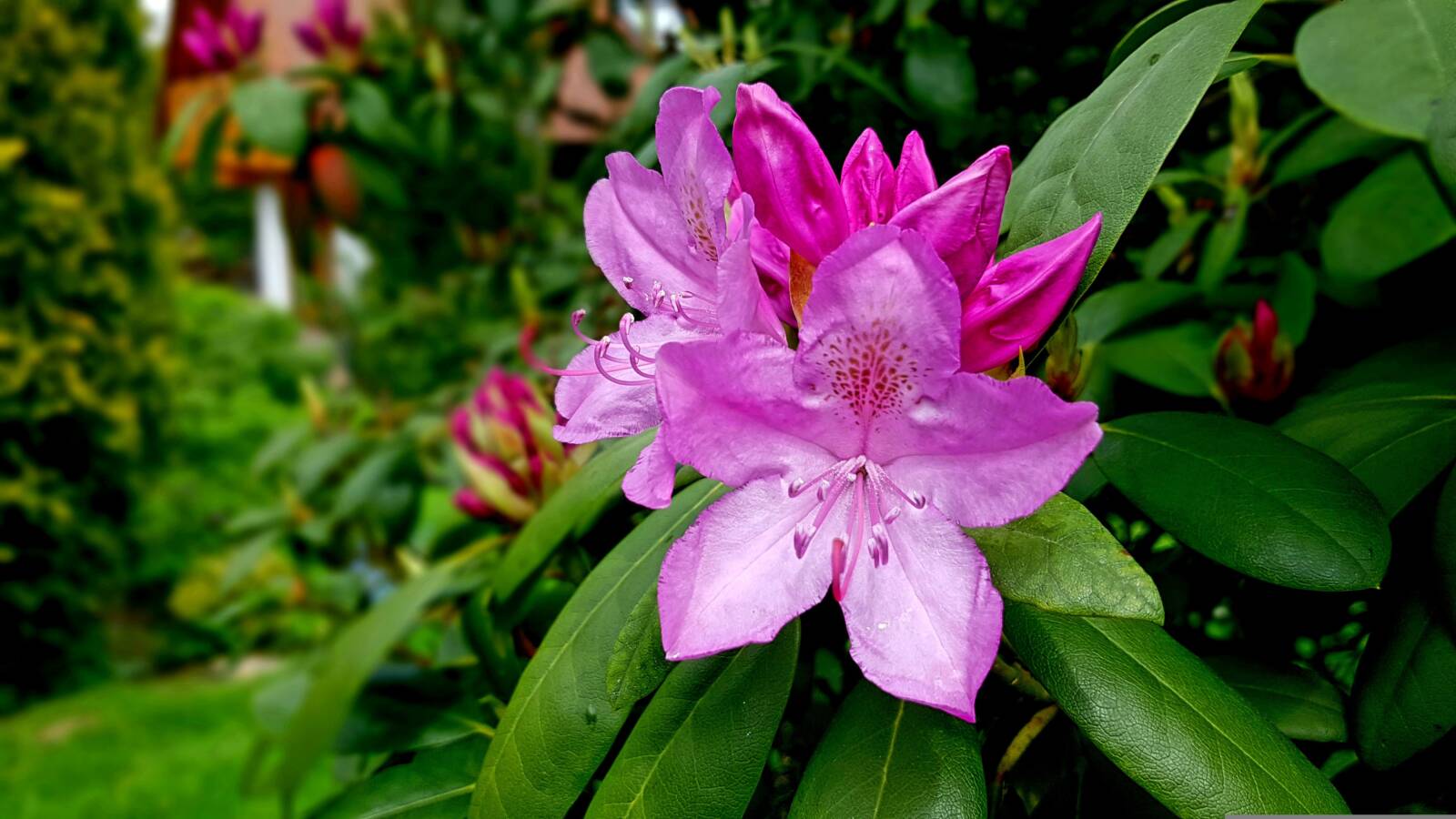 A télálló rhododendron fajták többsége -20 °C alatti hőmérsékletet is képes elviselni