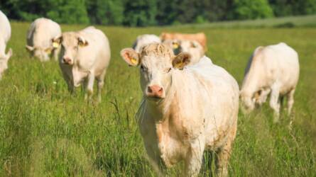 Fordulat a Mercosur-megállapodás után: az EU korlátozhatja a brazil húsok behozatalát