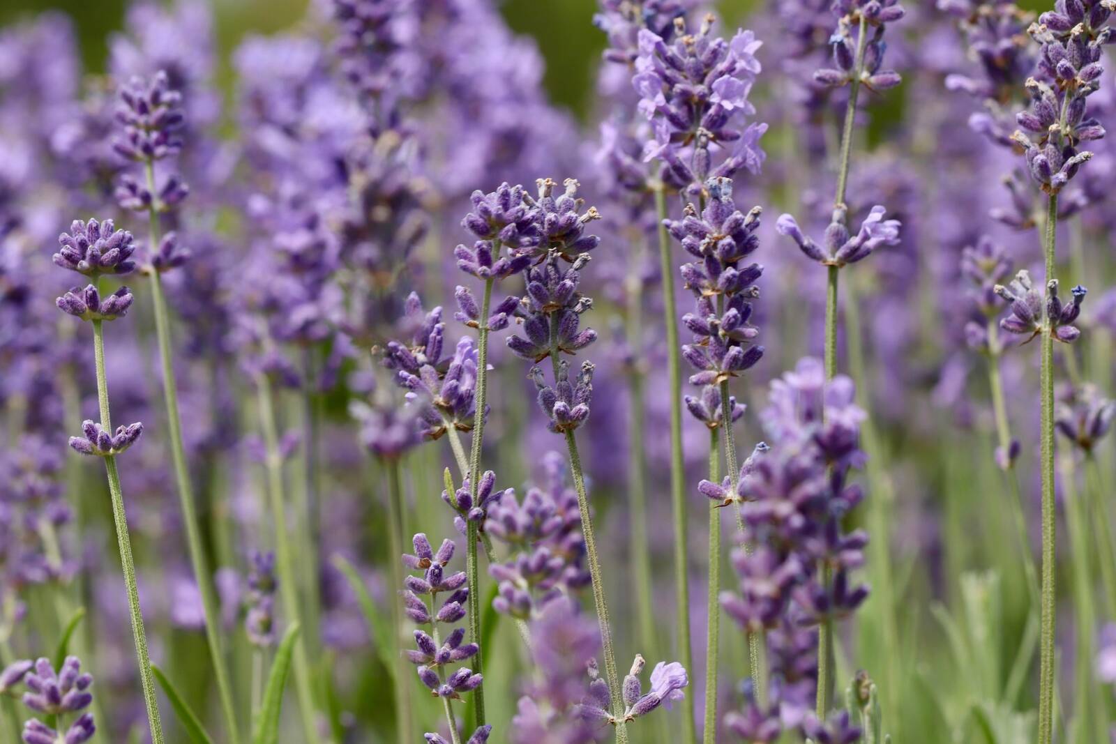 Miért pusztulnak ki a levendulák pár év alatt?