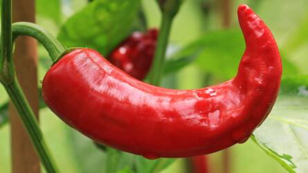 A paprika nem mindennel fér meg: jó és rossz szomszédok a veteményesben