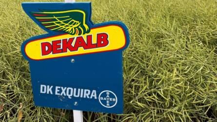 Új generációs DEKALB repcehibrid a hazai szántóföldeken