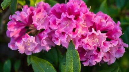 Tényleg mérgező a rododendron? Nem kell félni tőle, de ezt érdemes tudni