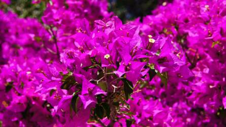 Így virágzik úgy a bougainvillea, mint a mediterrán nyaralásokon