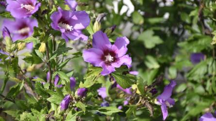 Nem virágzik a hibiszkusz? Ezeket a hibákat érdemes először kizárni