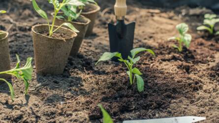 Mennyi vizet kér a paprika és a paradicsom? Többet ártunk a locsolással, mint gondolnánk