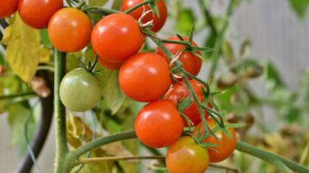 Reggel vagy este? Így érdemes valójában öntözni a paradicsomot