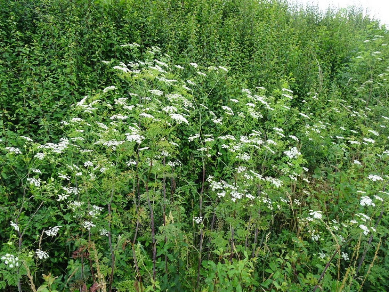 A csemegebaraboly magassága elérheti a 150-180 cm-es magasságot is