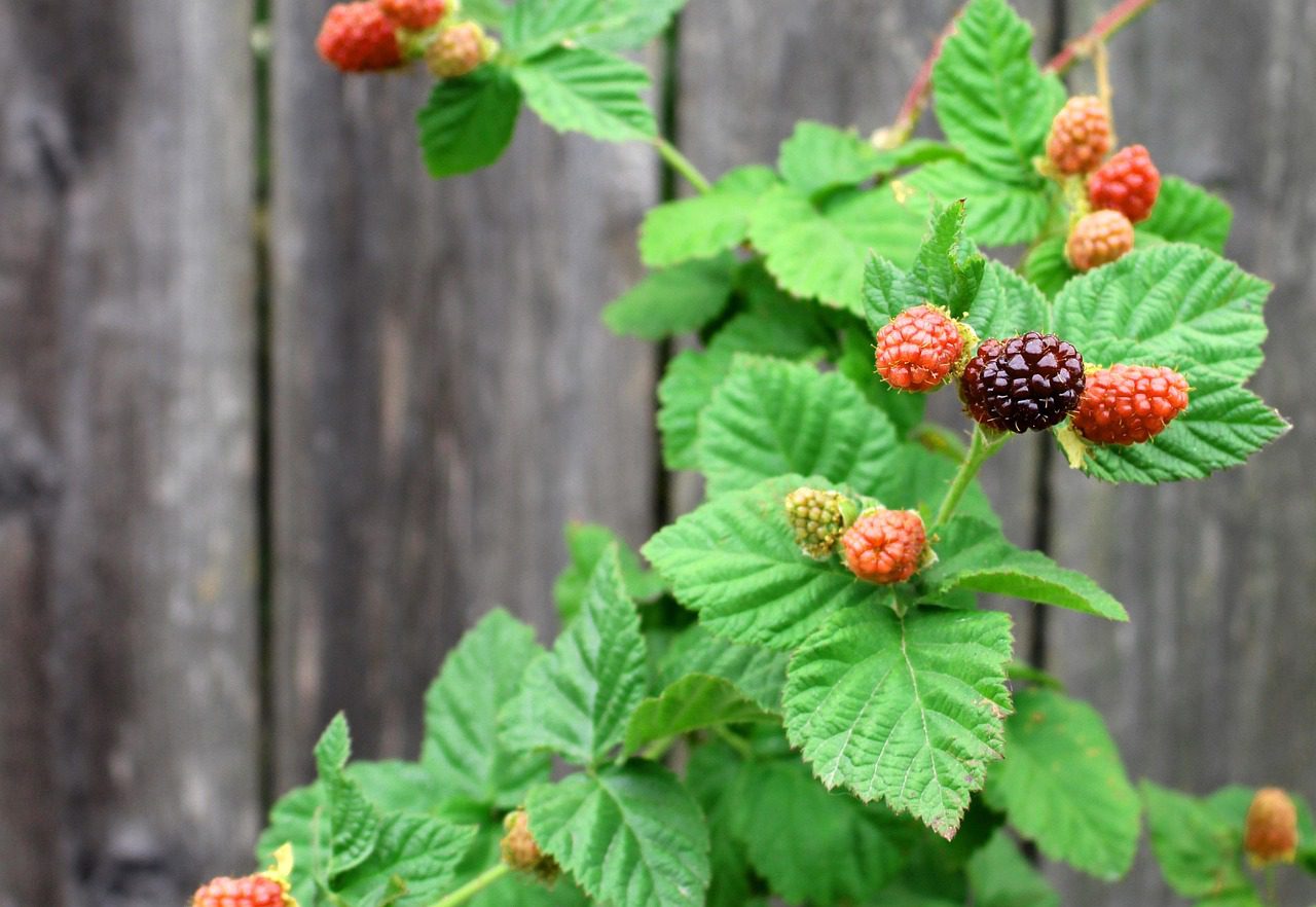 A loganberry nemesítésének köszönhetjük a tayberry-t