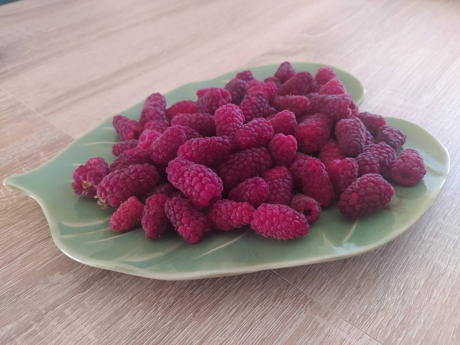 A tayberry a szedermálna bőtermő és könnyen termeszthető fajtája
