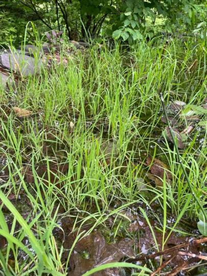 Az indiánrizs betakarítását hazánkban kézzel végzik, de gépesítése is megoldott nagygazdaságokban - forrás The National Gardening Associaction