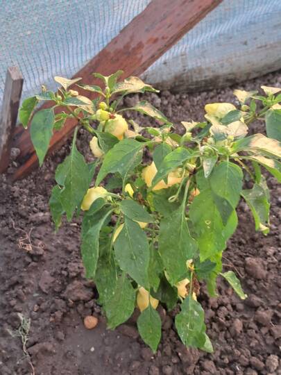 Fólia alatti paprika nem nő