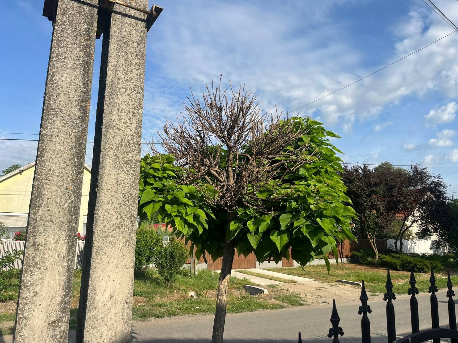 Szivarfa koronája szárad
