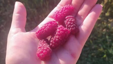 Egy különleges gyümölcsünk: a tayberry