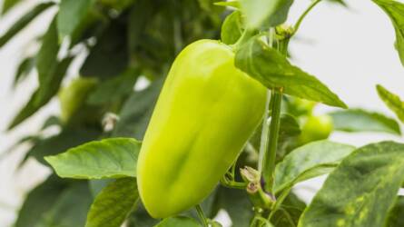 Ezzel a trükkel hatalmasra nőhetnek a paprika termései, így szálljon szembe a kánikulával