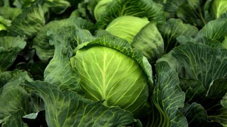 Érdemes a kertben is biostimulátort adni a zöldségnövényeknek?