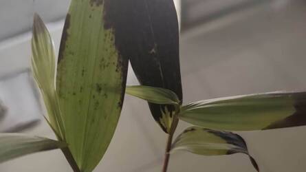 Miért jelenhettek meg furcsa, fekete foltok az orchidea levelein?
