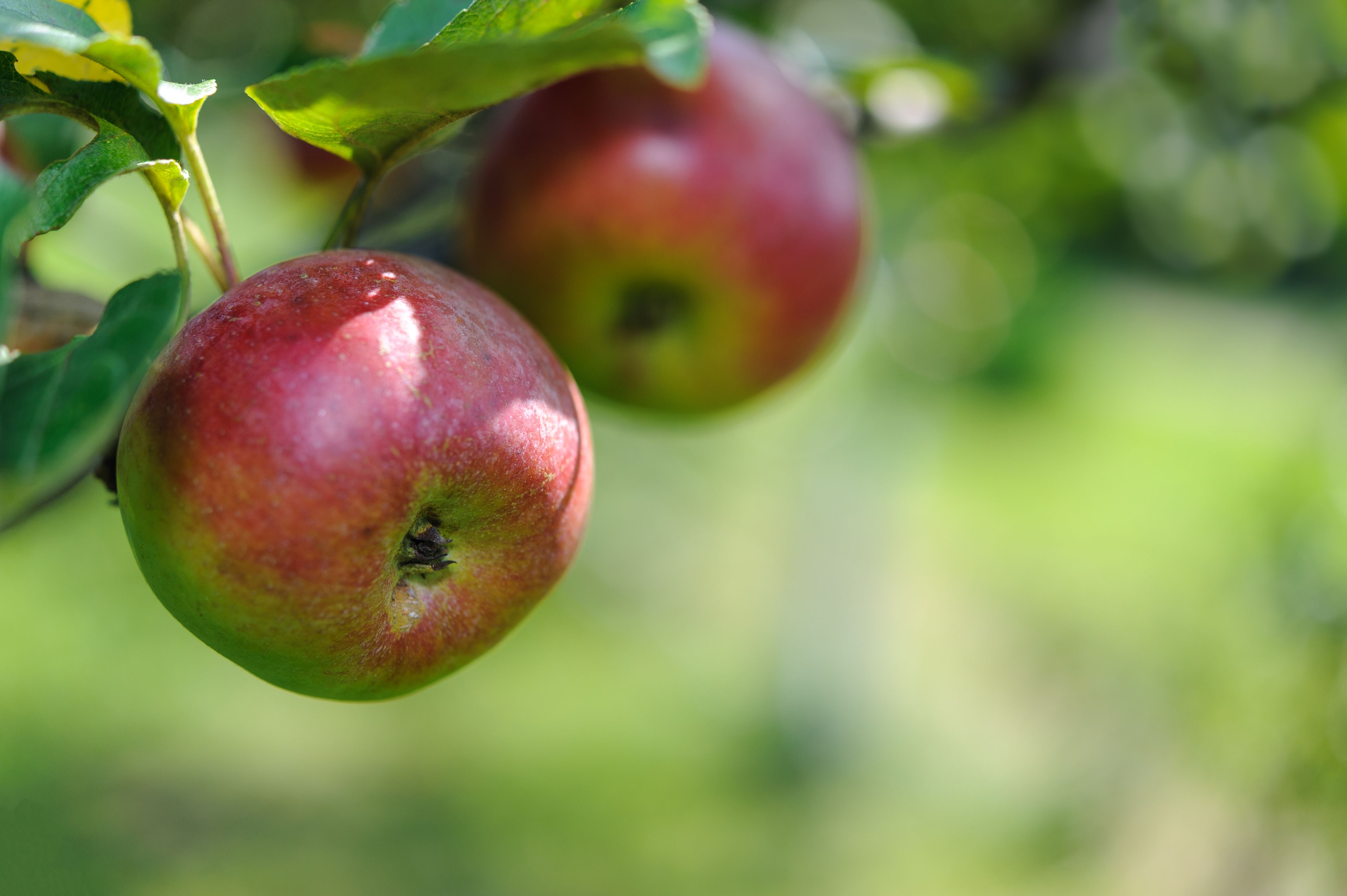 Ki volt Johnny Appleseed?