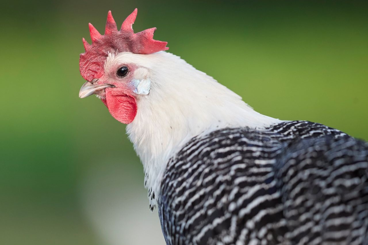 Egy ősi tyúkfajta nyújthat segítséget a madárinfluenza elleni védekezésben?