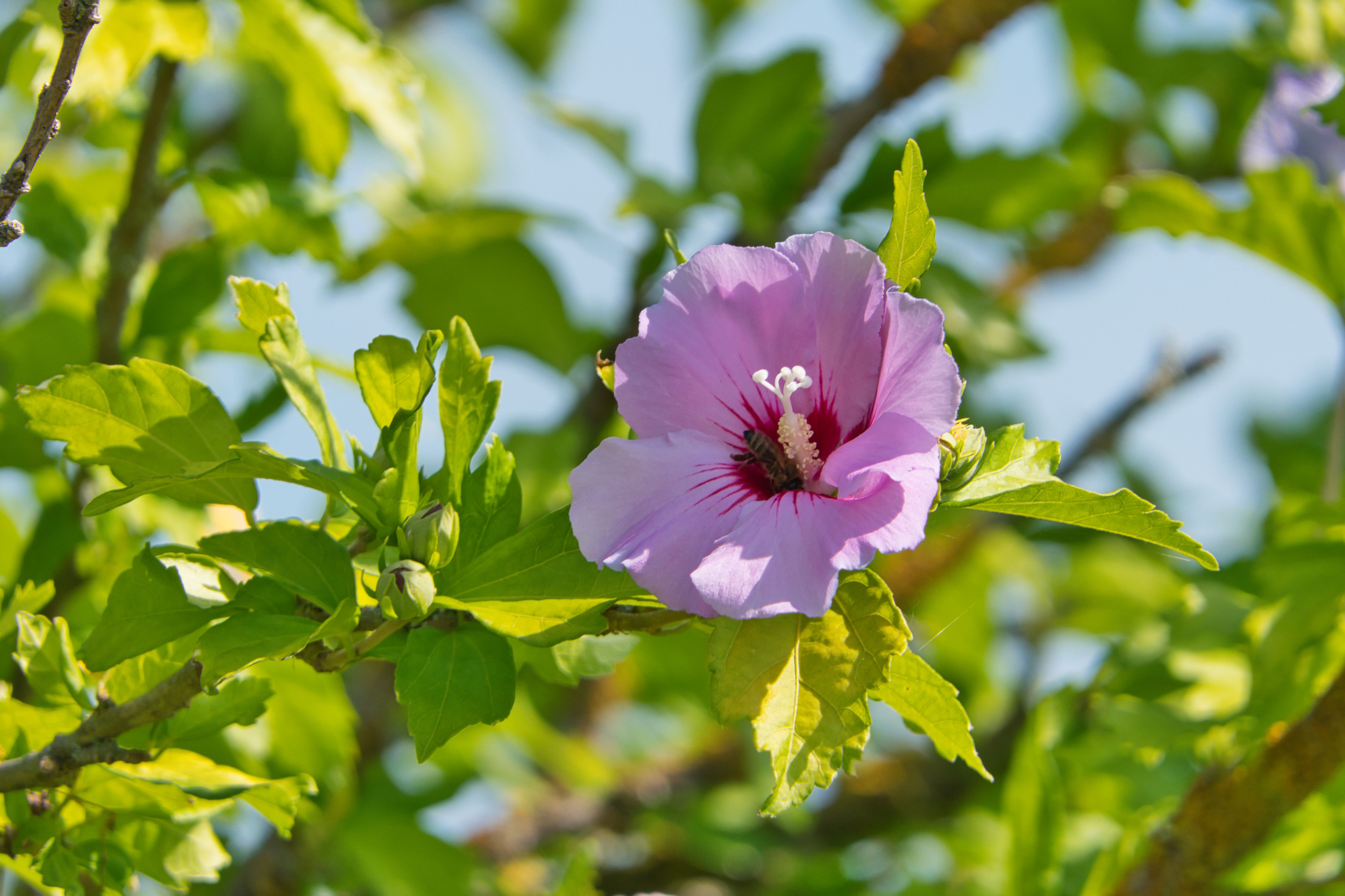 Augusztusban még elültethető a hibiszkusz, de erre mindenképpen figyelni kell