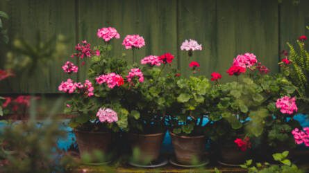 A muskátli szaporításának legjobb időpontja éppen most van