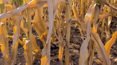 Szívszorító hírek a békési kukoricáról: 0,13 t/ha átlagtermés