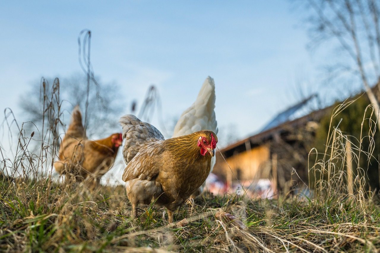 A baromfipestis a háziasított és a vadon élő madarakat egyaránt érintheti