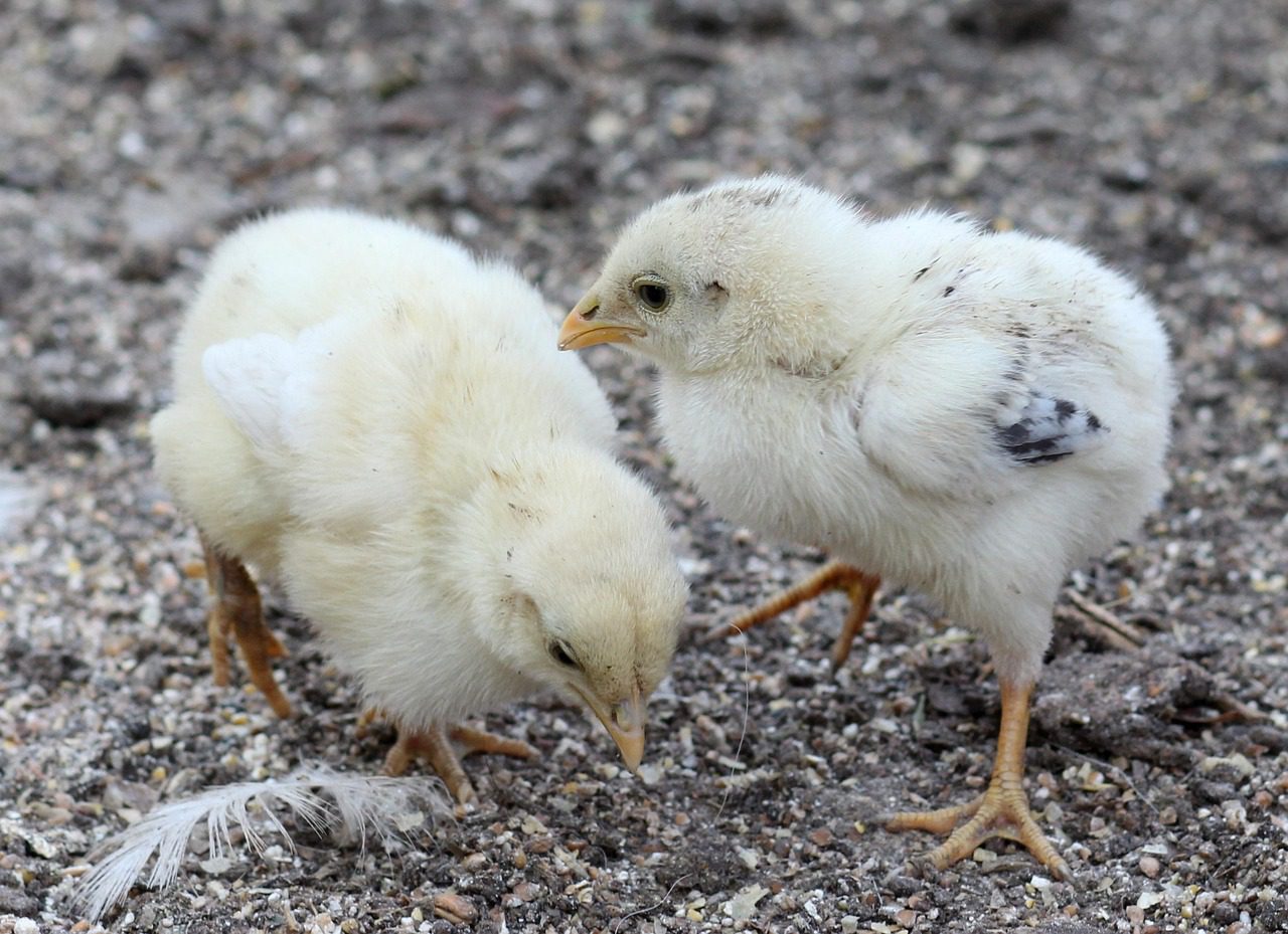 A baromfipestis fertőzése befolyásolja a tojástermelést és a tojásminőséget is