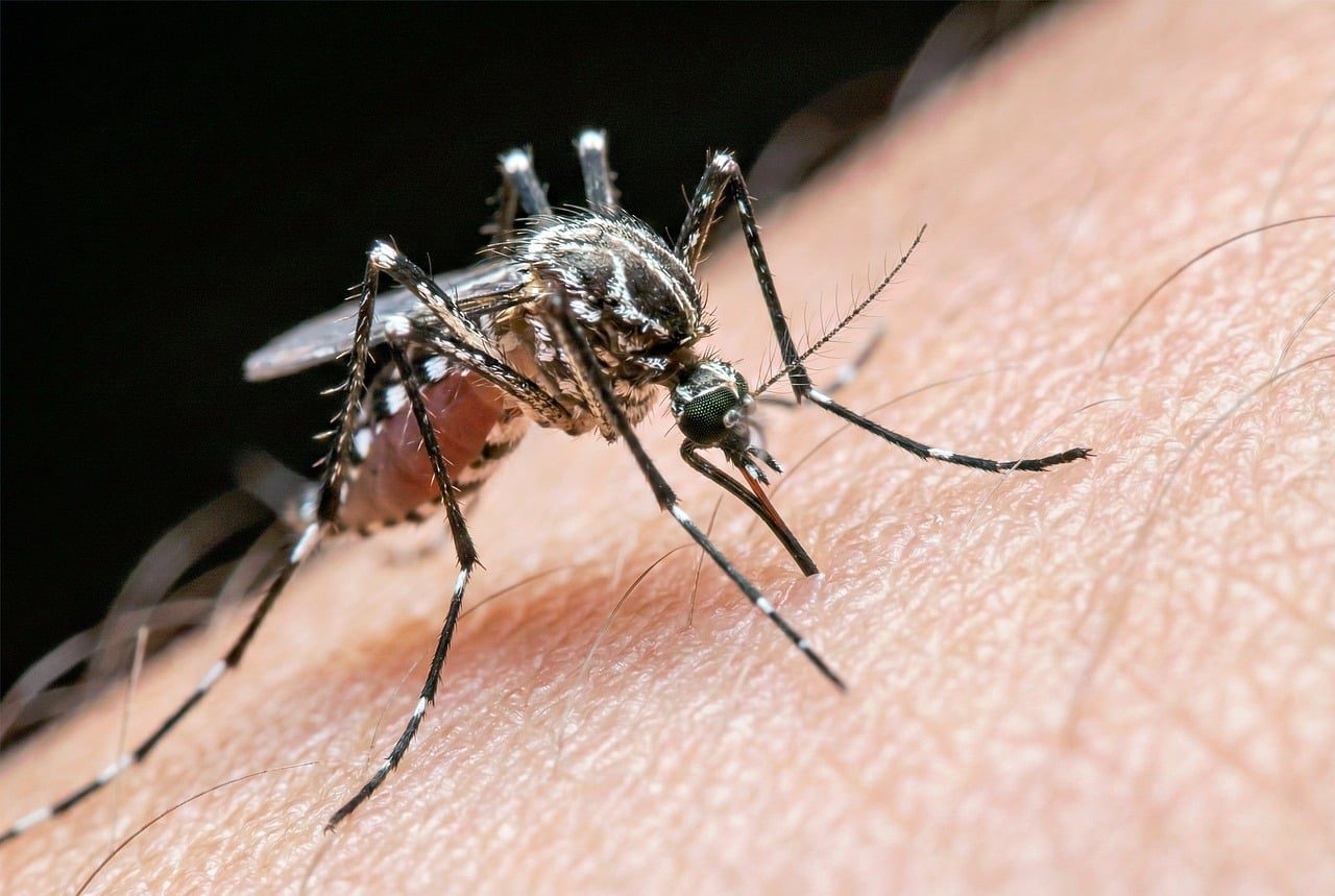 Az egyiptomi csípőszúnyog tori részén a fehér mintázat nem egyenes csík, lant alakú