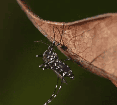 Ázsiai tigrisszúnyog - forrás picutreinsect.com
