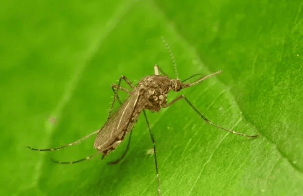 Gyötrő szúnyog - képforrás - pictureinsect.com