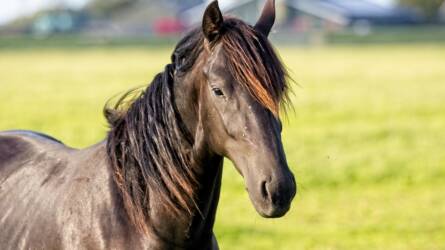 Tényleg segíthet a kóla a lovak gyomorproblémáján? Ezt mutatják az adatok