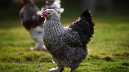 5+1 csirkefajta, amely könnyen tartható a ház körül