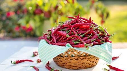 Rengeteg chili termett? Így szárítsa meg, hogy ne menjen tönkre
