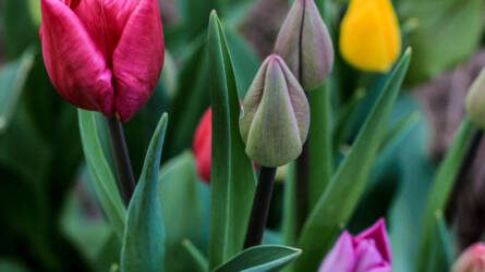 Mikor ültessük el a tulipánt? Nem érdemes túl korán kezdeni