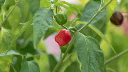 Nem feltétlenül egynyári a paprika: így tarthatja meg a következő szezonra